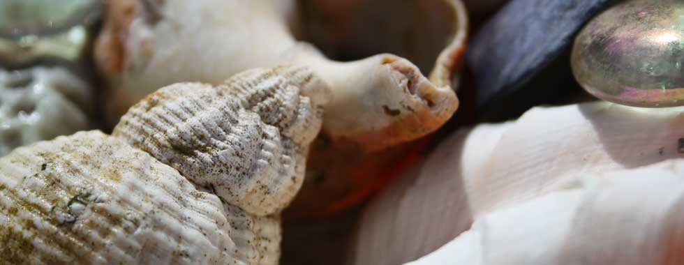 Woolacombe Beach Shells